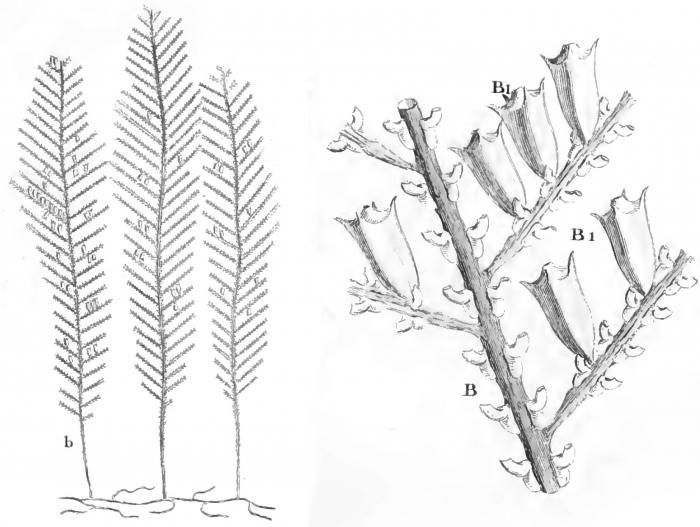 Sertularia pinaster from Ellis & Solander (1786) Sertularia pinaster from Ellis & Solander (1786)
