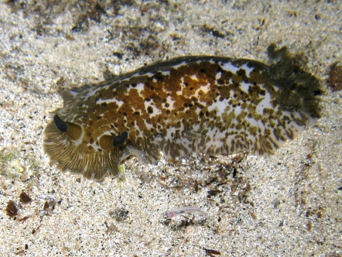 Dendrodoris grandiflora