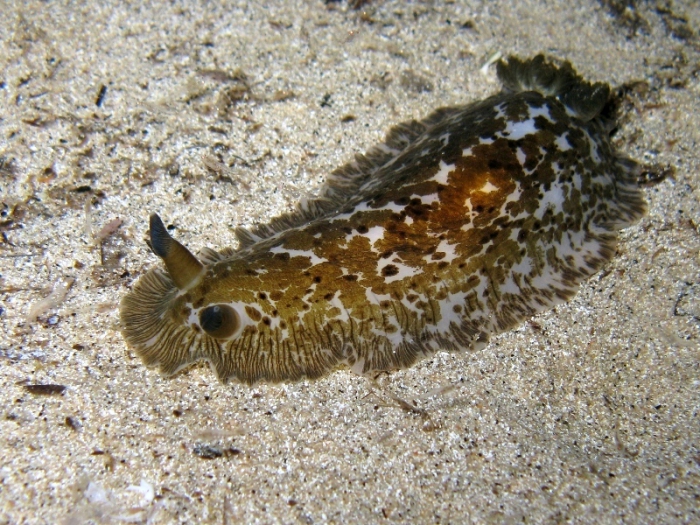 Dendrodoris grandiflora