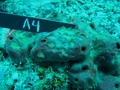 Porifera (sponges)