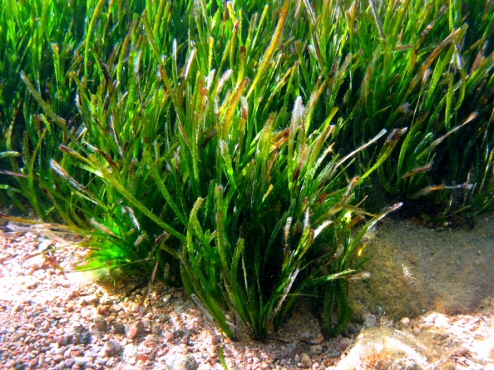 Posidonia oceanica