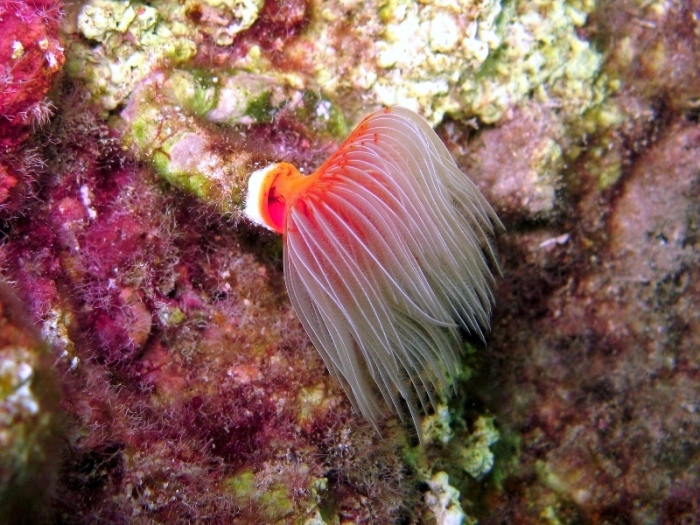 Protula tubularia Protula tubularia