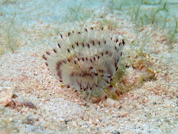 Sabella pavonina Sabella pavonina