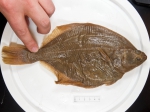 Liopsetta glacialis - Arctic flounder