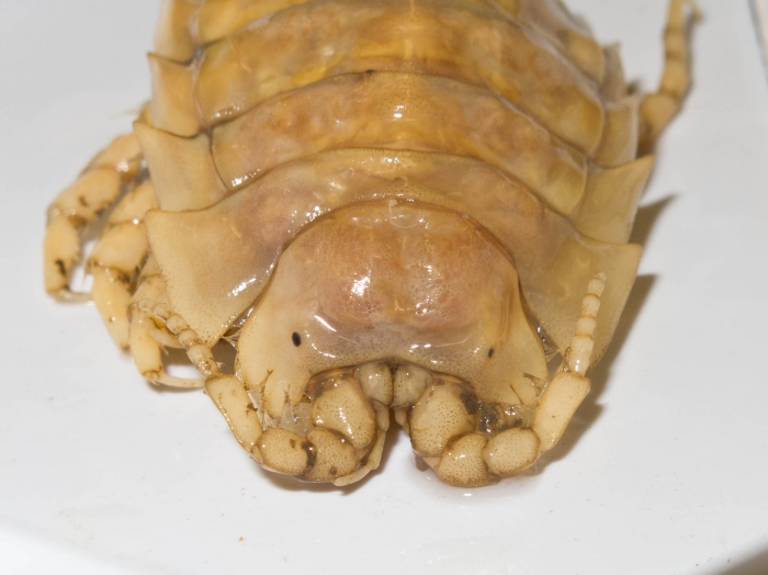 Saduria entomon - front view Saduria entomon - front view