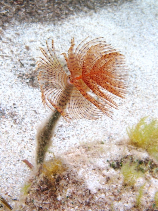 Sabella spallanzanii