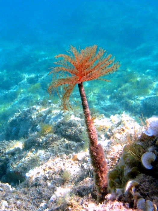 Sabella spallanzanii Sabella spallanzanii