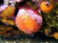 Porifera (sponges)