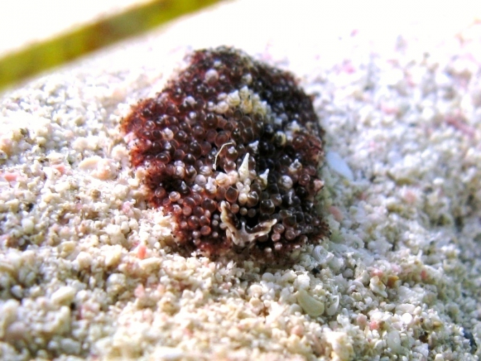 Thysanozoon brocchii Thysanozoon brocchii