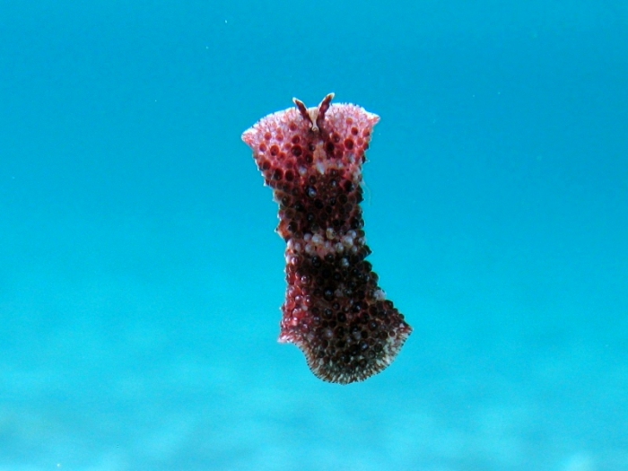 Thysanozoon brocchii Thysanozoon brocchii