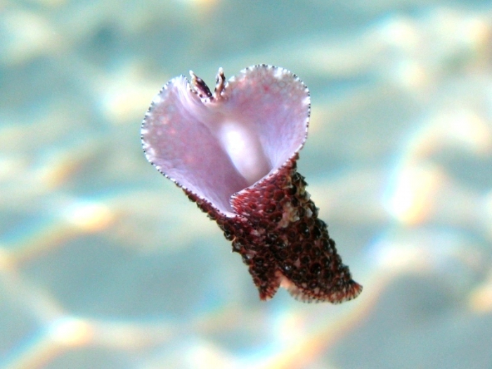 Thysanozoon brocchii Thysanozoon brocchii