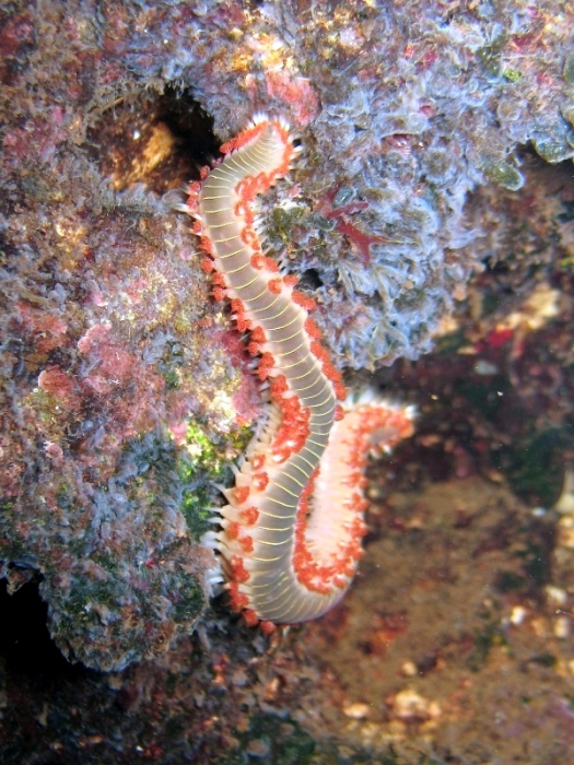 Hermodice carunculata Hermodice carunculata