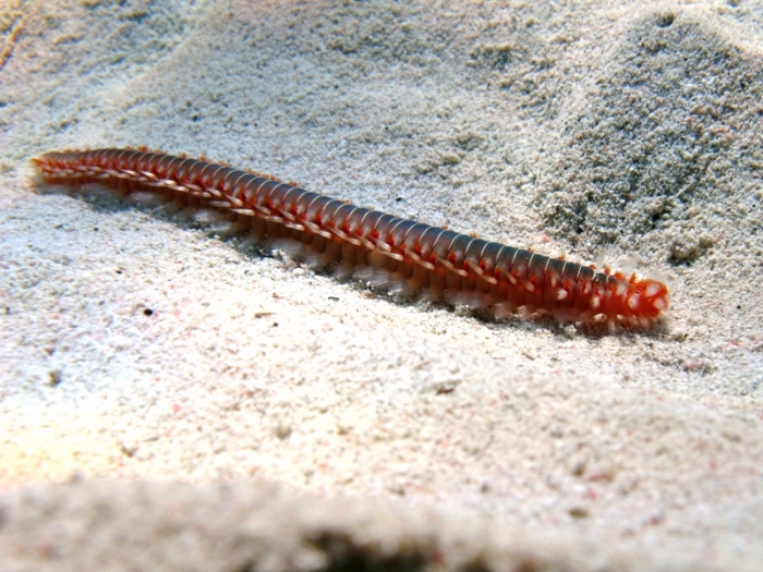Hermodice carunculata Hermodice carunculata