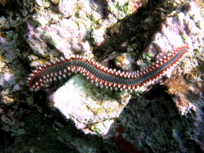 Hermodice carunculata Hermodice carunculata