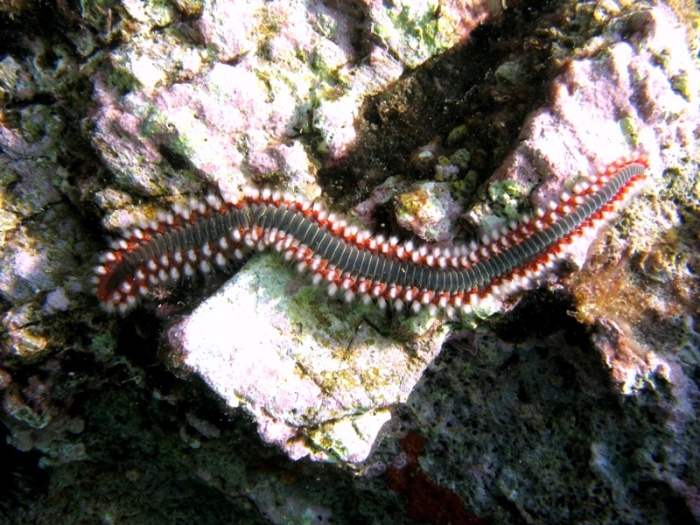 Hermodice carunculata