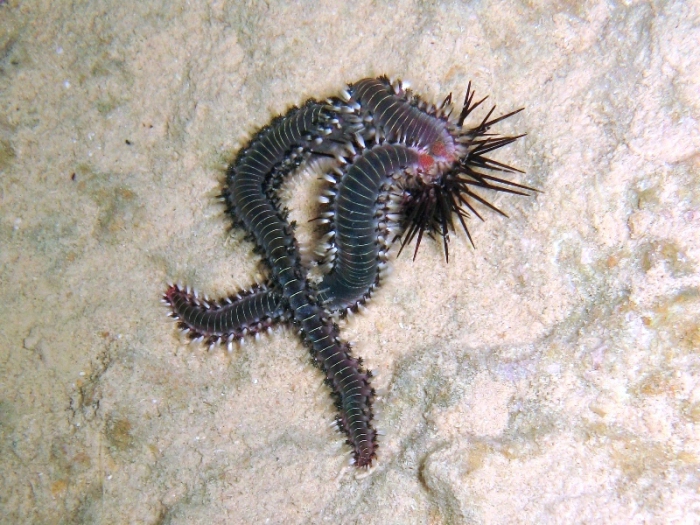 Hermodice carunculata Hermodice carunculata