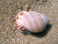 Mollusca (molluscs)