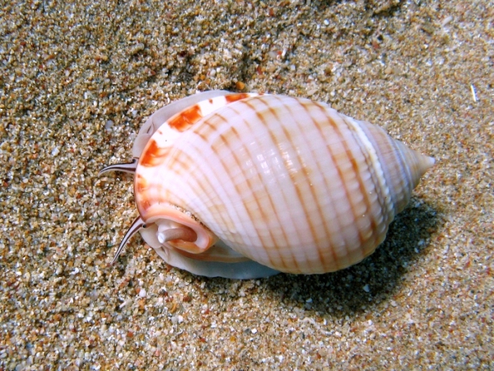 Semicassis undulata Semicassis undulata