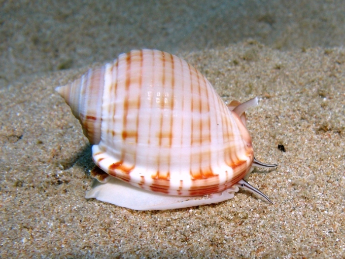 Semicassis undulata Semicassis undulata