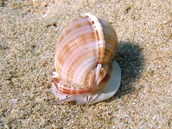 Semicassis undulata Semicassis undulata