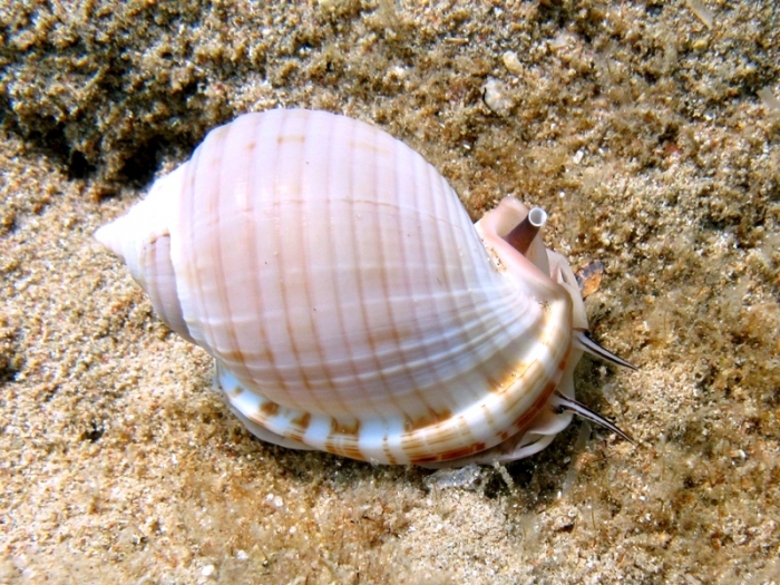 Semicassis undulata Semicassis undulata