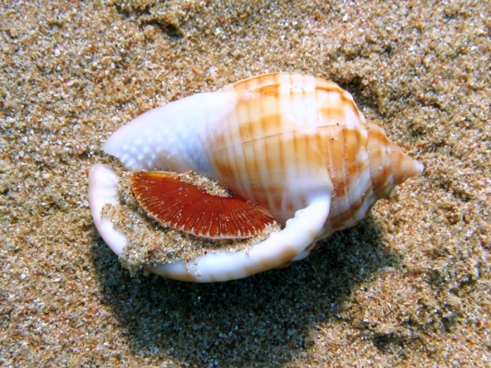 Semicassis undulata Semicassis undulata
