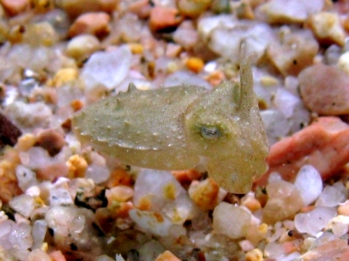 Sepia officinalis (juvenile)