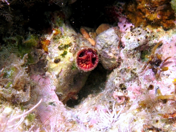 Serpulorbis arenarius Serpulorbis arenarius
