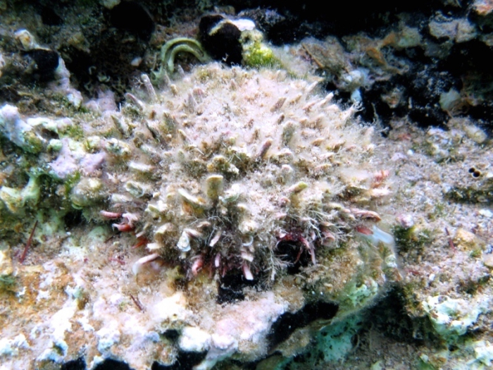 Spondylus cf. gaederopus