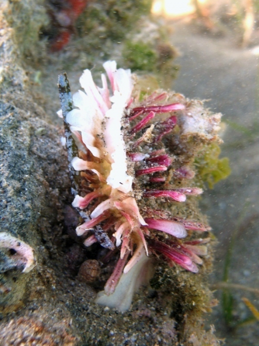 Spondylus cf. gaederopus