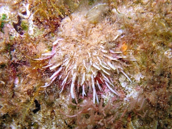 Spondylus cf. gaederopus