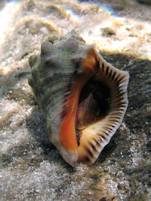 Stramonita haemastoma