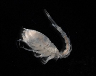 Picture of Diastylis bradyi Picture of Diastylis bradyi