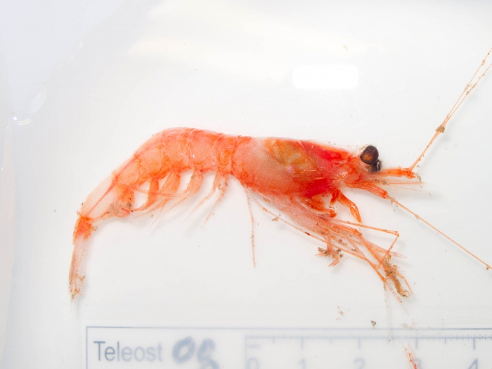 Hymenopenaeus debilis Hymenopenaeus debilis