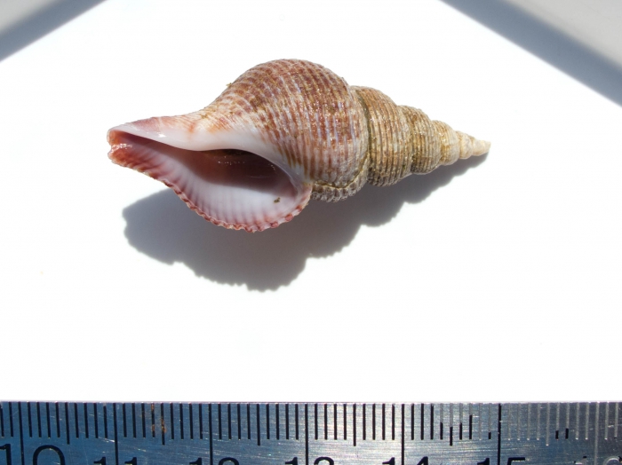 Colus spitzbergensis Colus spitzbergensis
