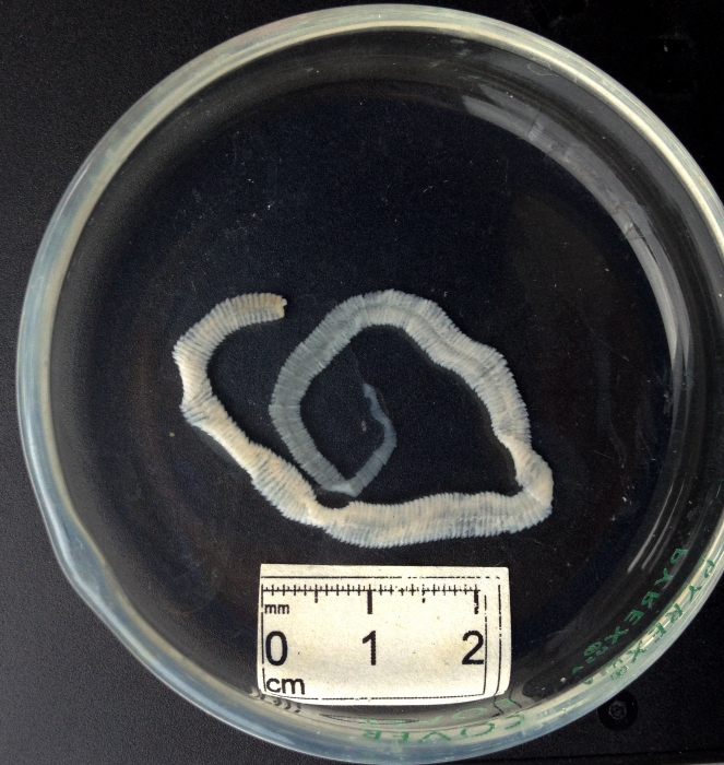 Cestode - capelan parasite Cestode - capelan parasite