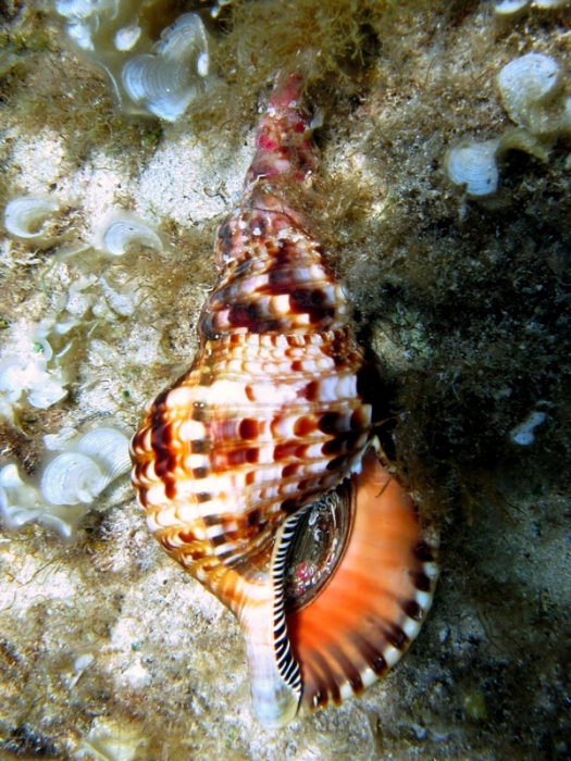 Charonia seguenzae Charonia seguenzae