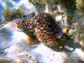 Mollusca (molluscs)