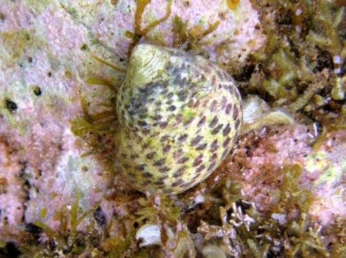 Osilinus turbinatus