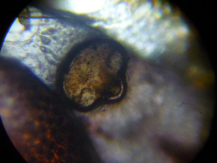 Watersipora subtorquata Watersipora subtorquata