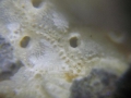 Bryozoa (moss animals)