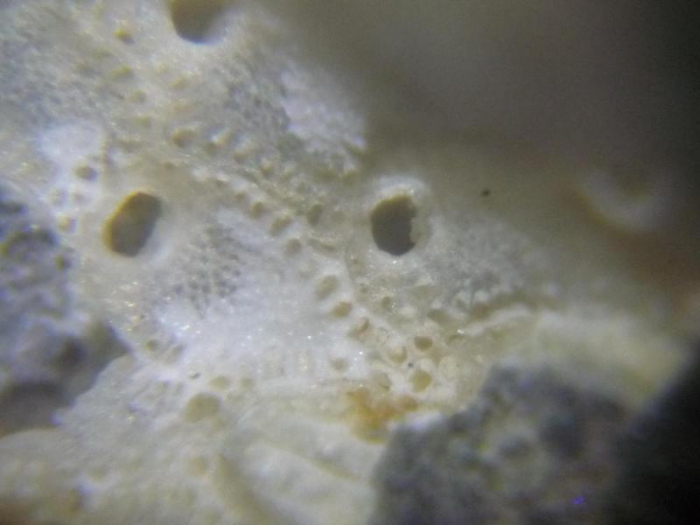 Escharella variolosa Escharella variolosa
