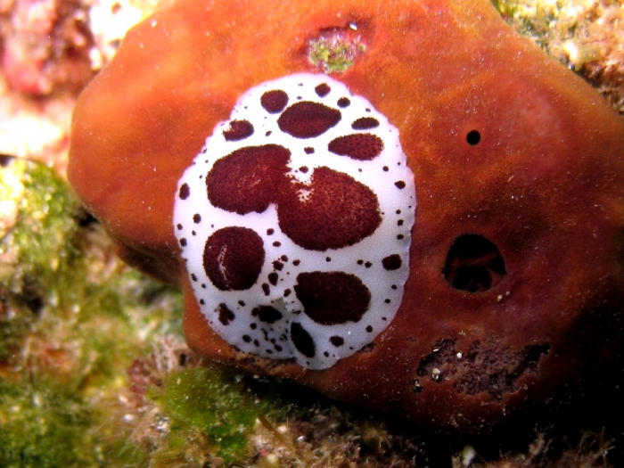 Peltodoris atromaculata