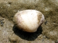 Mollusca (molluscs)