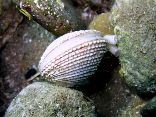 Venus verrucosa