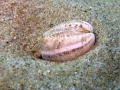 Mollusca (molluscs)