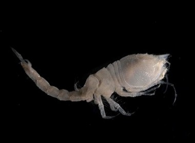 Picture of Diastylis bradyi Picture of Diastylis bradyi
