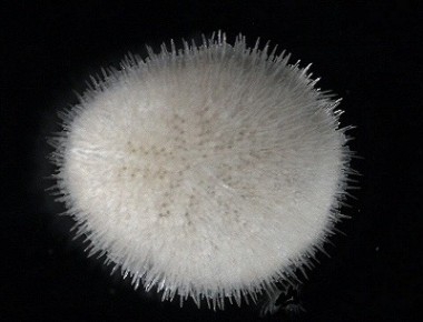 Echinocyamus pusillus Echinocyamus pusillus