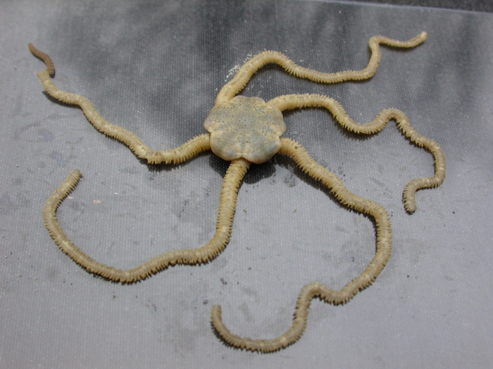 Ingegraven slangster Amphiura brachiata Ingegraven slangster Amphiura brachiata
