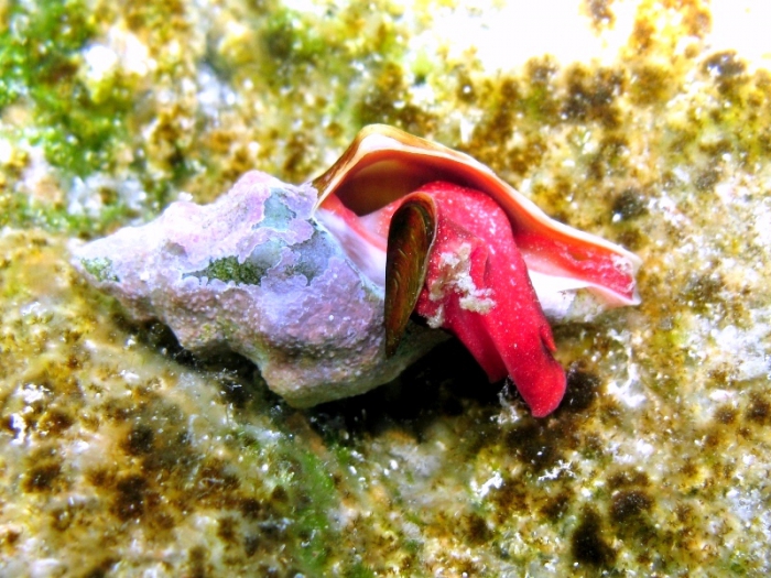 Fasciolaria lignaria Fasciolaria lignaria